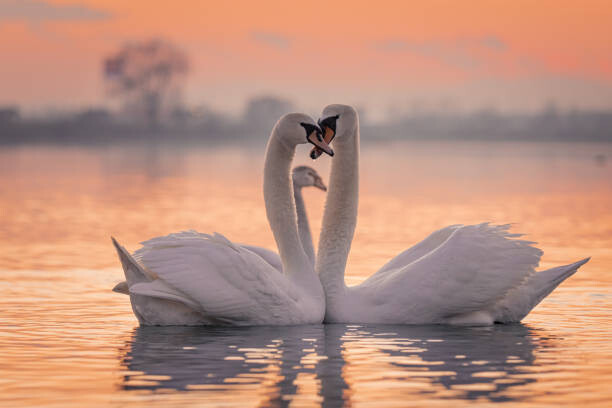 Фототапет Swans floating on lake during sunset