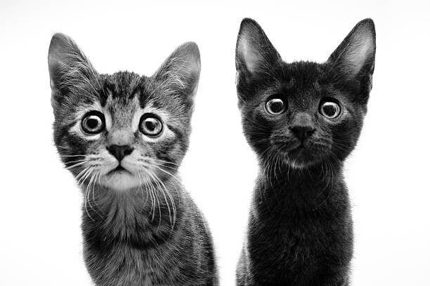 Ταπετσαρία Two eyes
