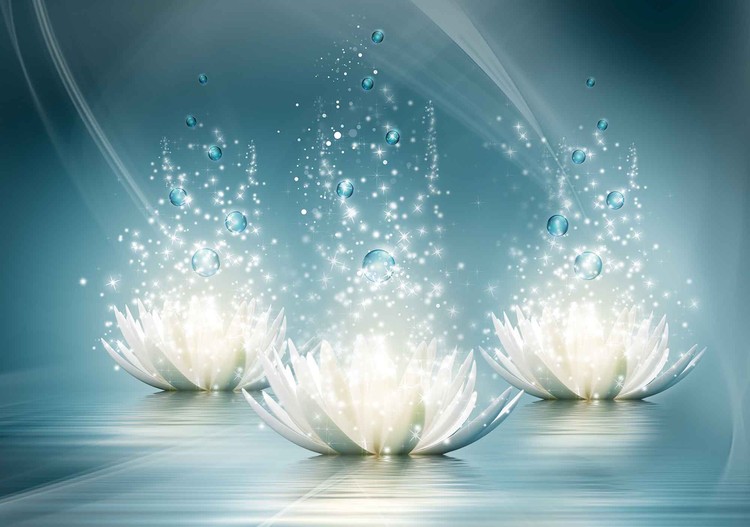 White Lotus Flowers Drops Wall Paper Mural At Europosters - Lotus Flower Wallpaper For Walls