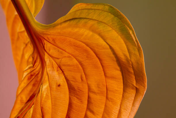 Wall Mural Wilted Old Textured Hosta Leaf