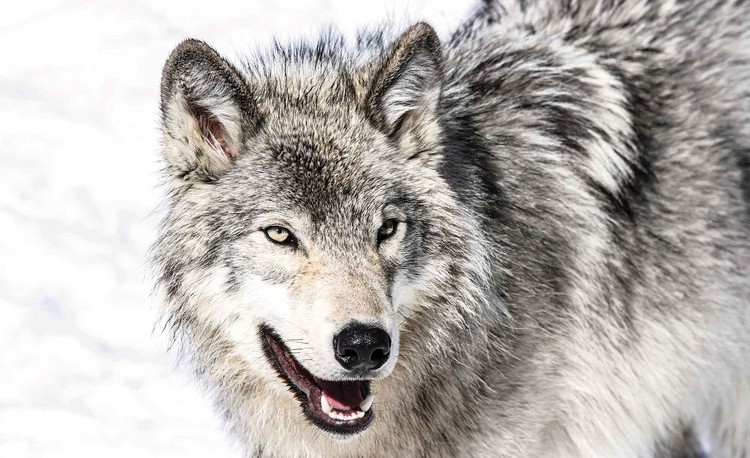 lobo animal wallpaper