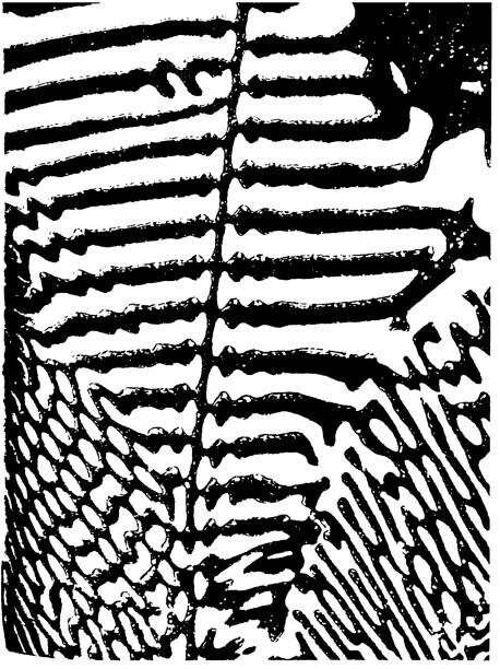 Ταπετσαρία Zebra Pattern