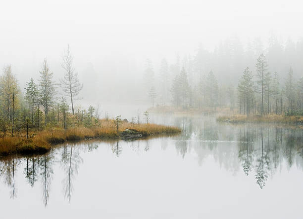 Stenska nalepka Water in forest