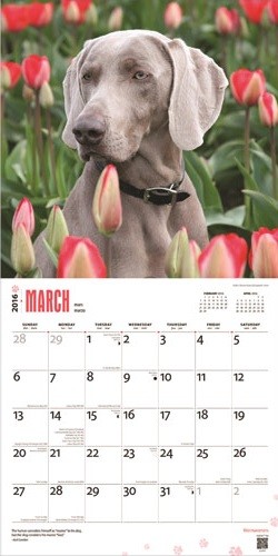 Calendar 2021 Weimaraners