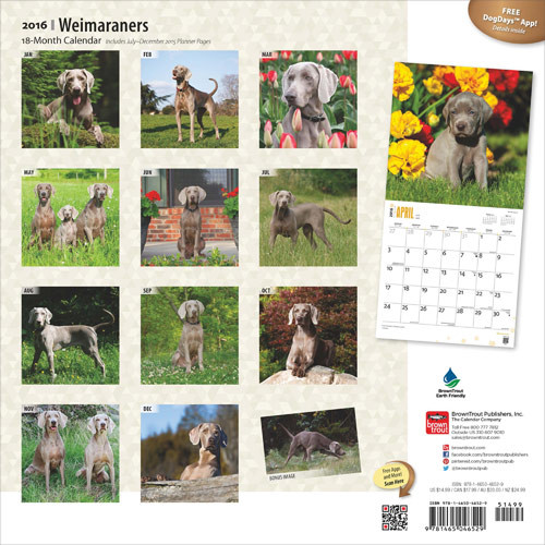 Calendar 2021 Weimaraners