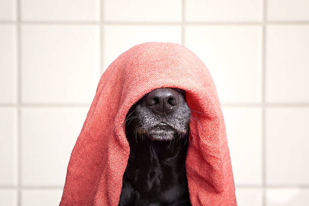 Наклейка Wet dog