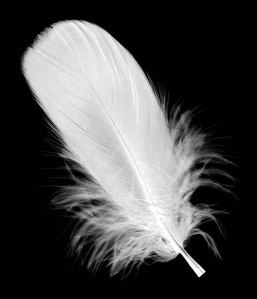 Autocolante White feather isolated on black background