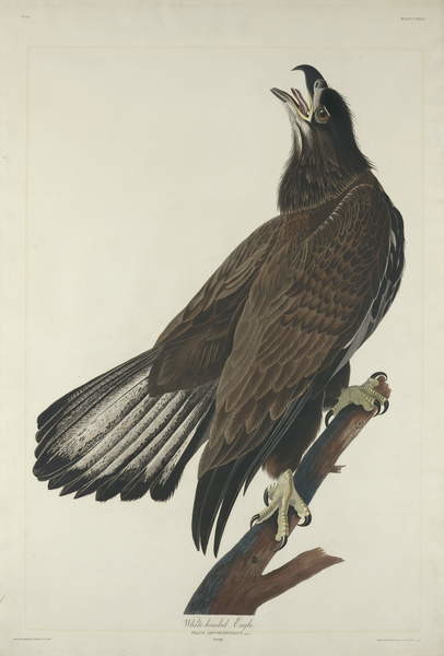Stenska nalepka White-Headed Eagle, 1832
