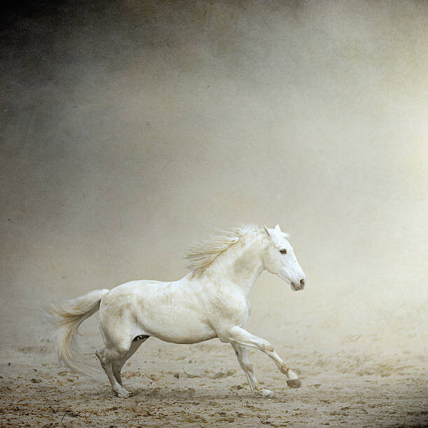 Autocolante White horse galloping