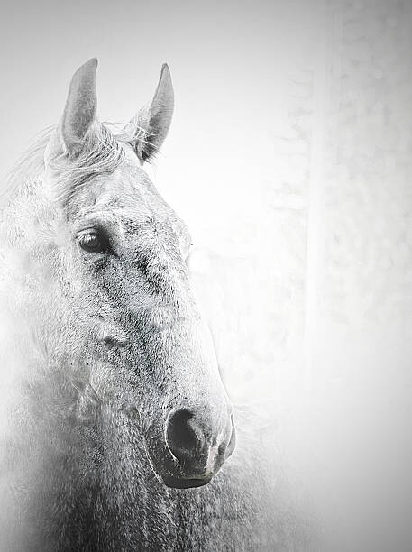 Наклейка White horse