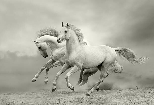 Autocolante white horses run