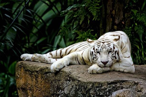 Наклейка White tiger