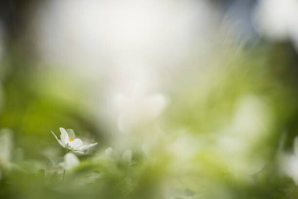 Μπλουζάκι white willows in spring in clear