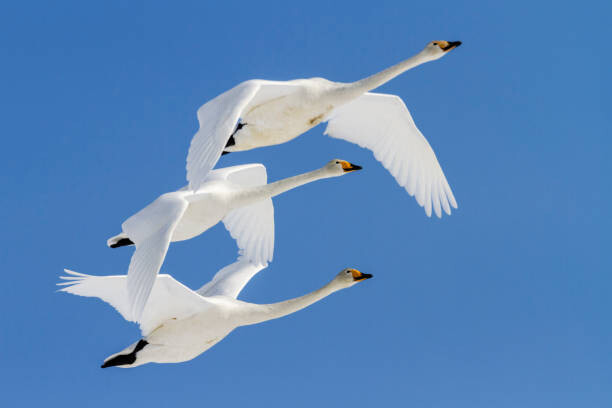 Sticker Whooper swans flying in blue sky
