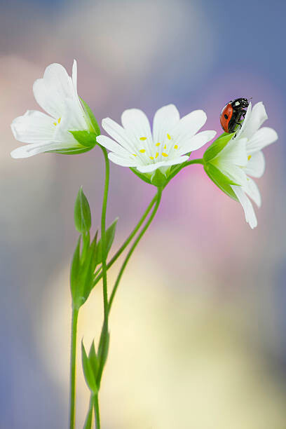Наклейка Wildflowers