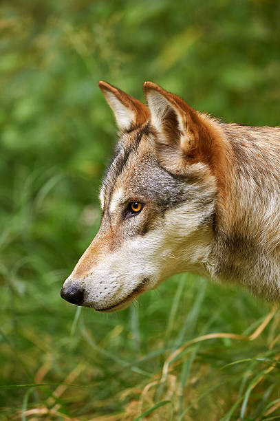 Тениска Wildlife