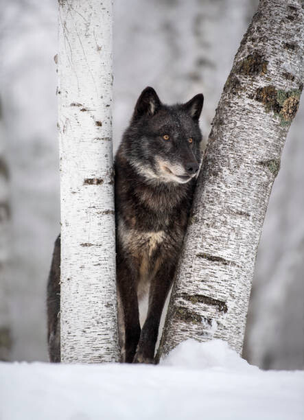 Αυτοκόλλητο Wolf in the USA