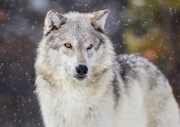 Sticker Wolf in Winter Snow