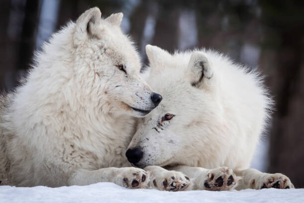 Αυτοκόλλητο Wolf Love