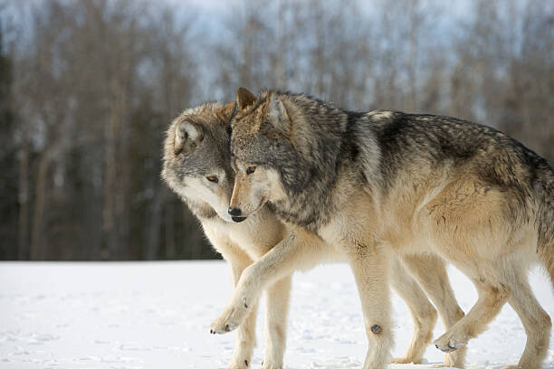 Sticker Wolves (Canis lupus) nuzzling in snow, side view