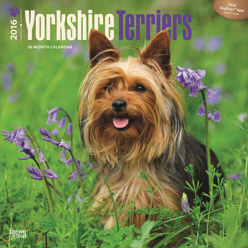 Calendar 2021 Yorkshire Terriers