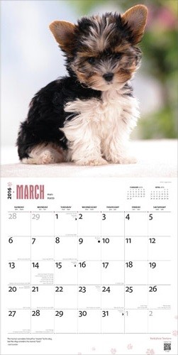 Calendar 2021 Yorkshire Terriers