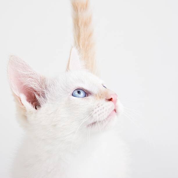 Наклейка Young cat looking up