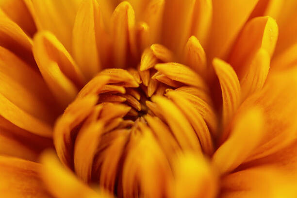 Αφίσα A Chrysanthemum Flower