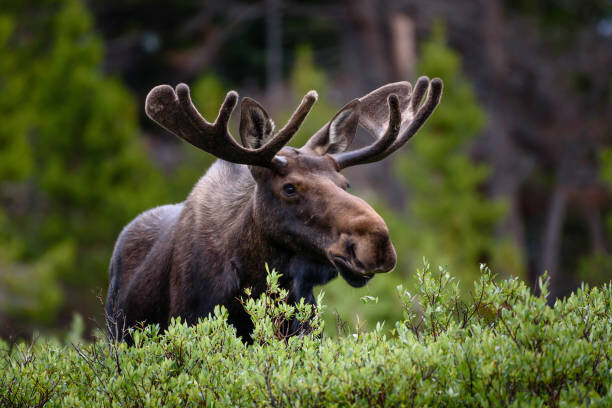 Αφίσα A moose moose in the forest,Fort