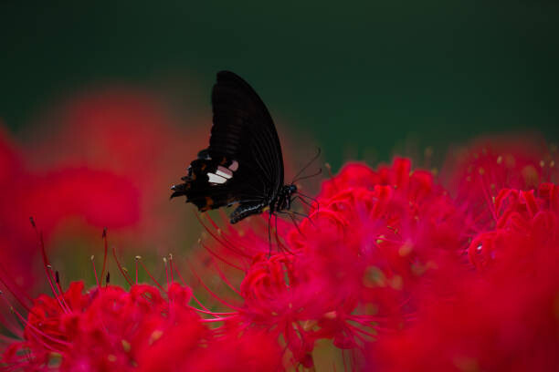 Αφίσα A swallowtail butterfly and Red Spider lilies