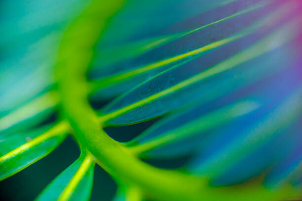 Αφίσα Abstract Beautiful tropical green foliage focuses