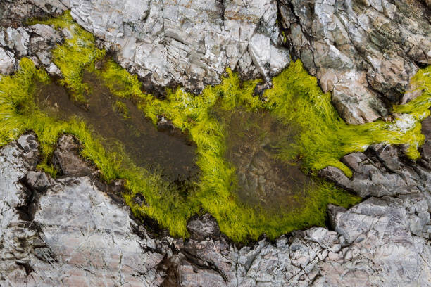 Αφίσα Abstract view of moss on rocks