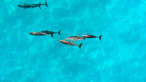 Αφίσα Aerial view of a pod of