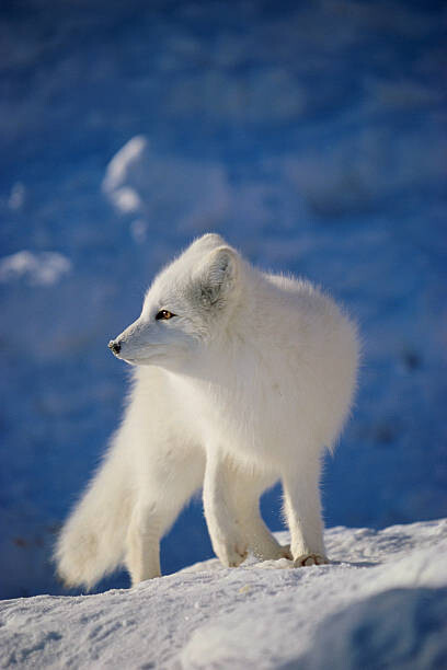 Αφίσα Arctic Fox