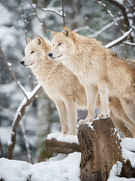 Αφίσα Arctic Wolves Pack in Wildlife, Winter Forest
