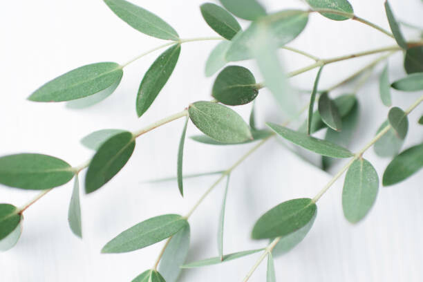 Αφίσα Beautiful sprig of eucalyptus on a