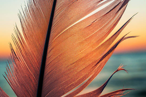 Αφίσα Bird feather on sunset background