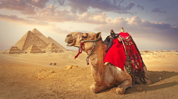 Αφίσα Camel and the pyramids in Giza