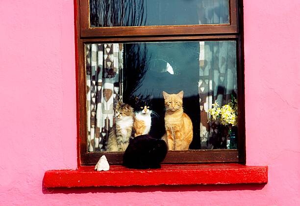 Αφίσα Cats At Window Near Kilkee, Co Clare, Ireland