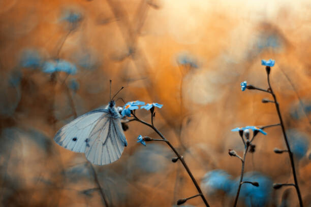 Αφίσα Close-up of butterfly on plant