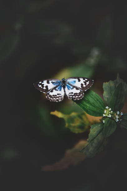 Αφίσα Close-up of butterfly on plant