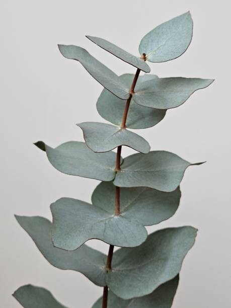 Αφίσα Close-up Of Eucalyptus Gunnii Leaves