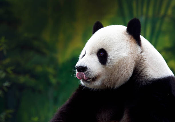 Αφίσα Close-up of Giant Panda