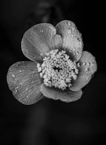 Αφίσα Close-up of raindrops on flower