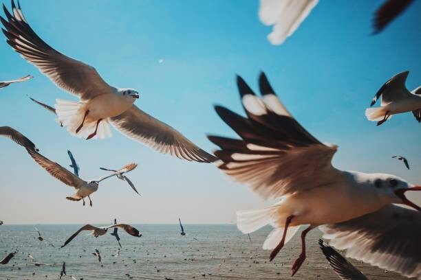 Αφίσα Close-Up of Seagulls above Sea against