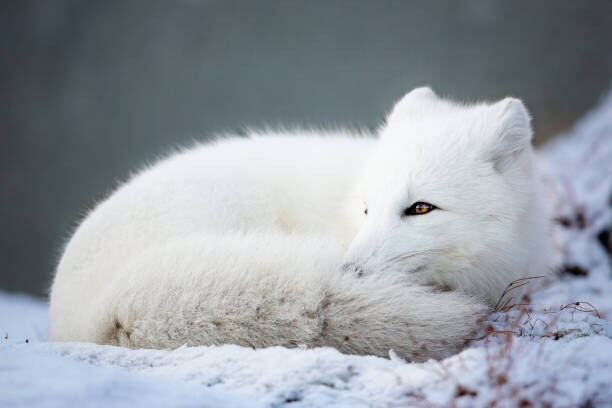 Αφίσα Close-up of snow on field,Dovrefjell National