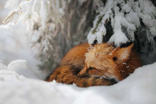 Αφίσα Close-up of squirrel on snow covered