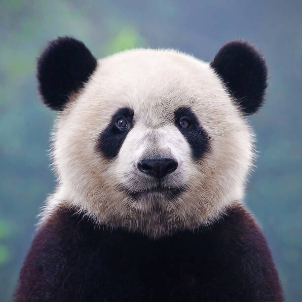 Αφίσα Closeup shot of a giant panda bear