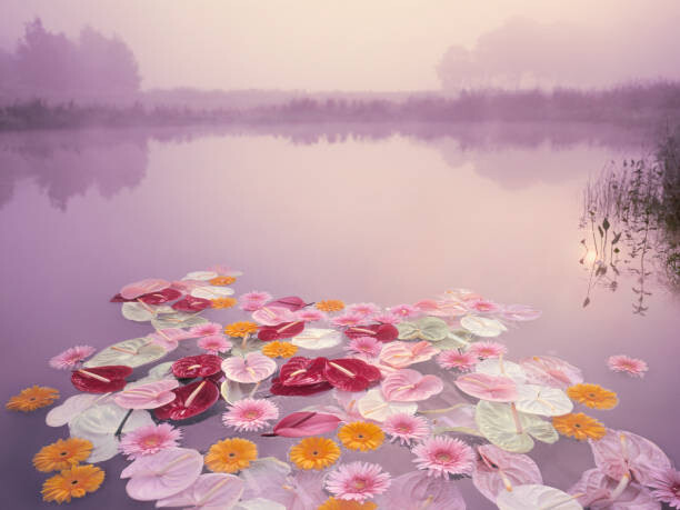 Αφίσα Colorful flowers floating in lake at misty dawn