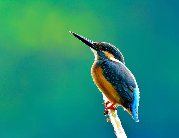 Αφίσα Common kingfisher  a beautiful blue